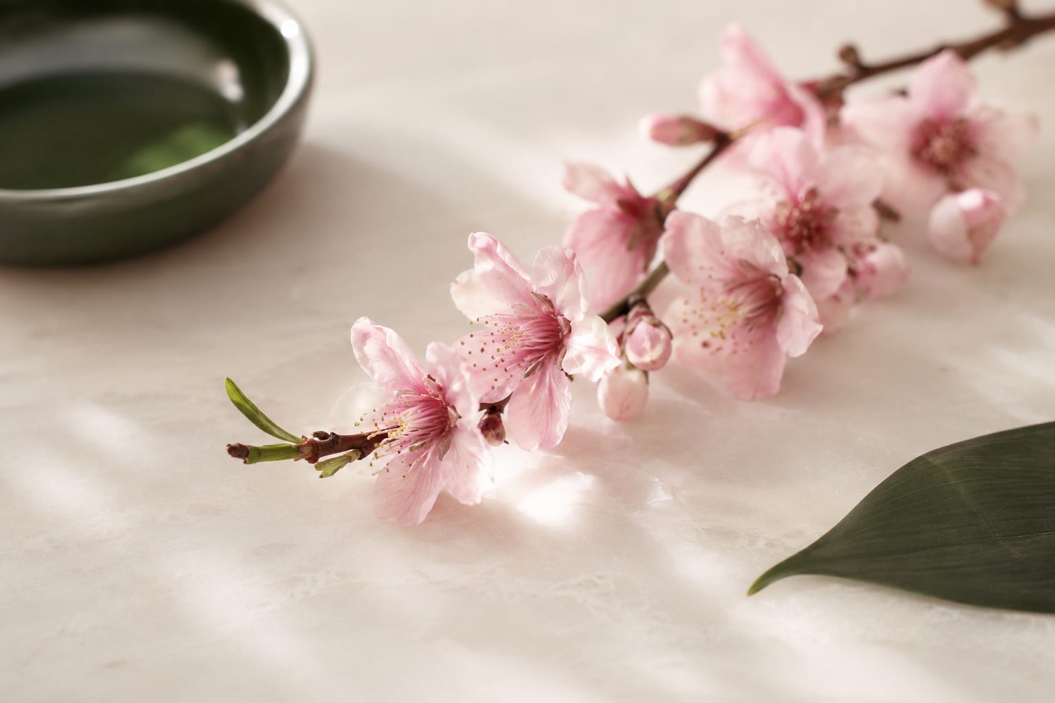 밝은 자연광 아래 크림 배경에 분홍색 복숭아꽃 가지 한 줄기가 놓인 차분한 에디토리얼 정물 — 도화살의 기원인 복숭아꽃(桃花)의 부드러운 아름다움을 담은 비위협적 이미지
